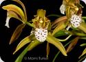 Cymbidium tigrinum